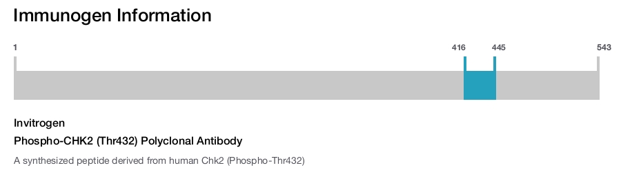 Phospho-CHK2 (Thr432) Polyclonal Antibody