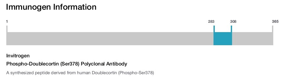 Phospho-Doublecortin (Ser378) Polyclonal Antibody