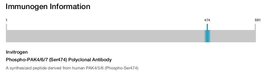 Phospho-PAK4/6/7 (Ser474) Polyclonal Antibody