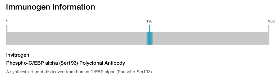 Phospho-C/EBP alpha (Ser193) Polyclonal Antibody