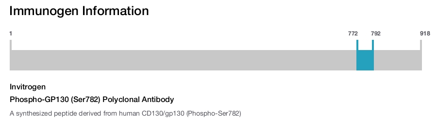 Phospho-GP130 (Ser782) Polyclonal Antibody