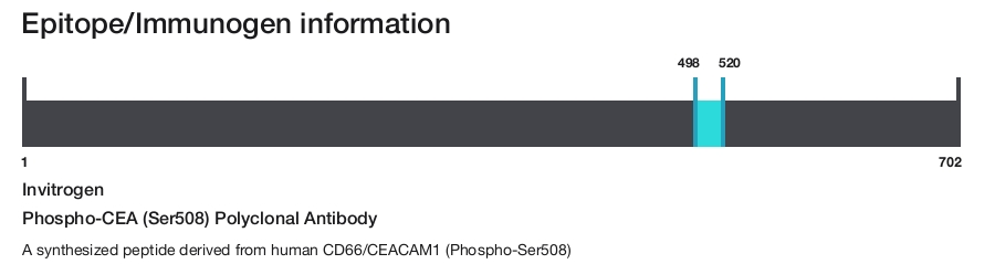 Phospho-CEA (Ser508) Polyclonal Antibody