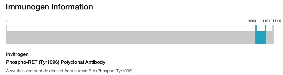 Phospho-RET (Tyr1096) Polyclonal Antibody