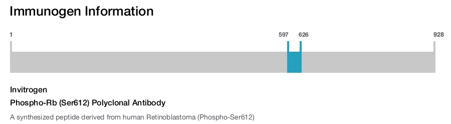 Phospho-Rb (Ser612) Polyclonal Antibody