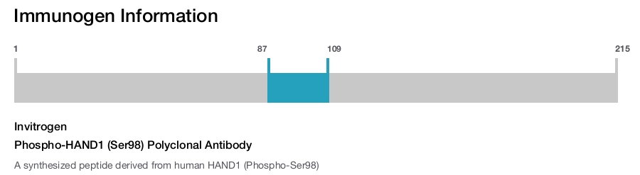 Phospho-HAND1 (Ser98) Polyclonal Antibody