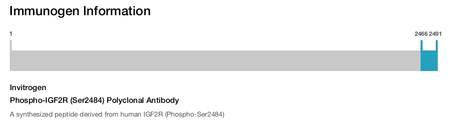 Phospho-IGF2R (Ser2484) Polyclonal Antibody