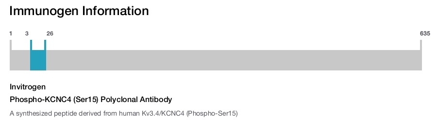 Phospho-KCNC4 (Ser15) Polyclonal Antibody
