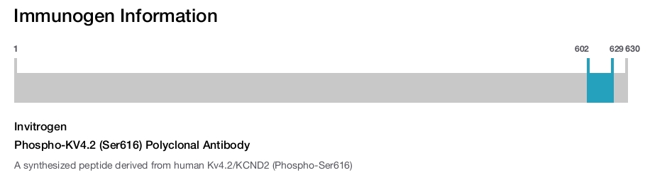 Phospho-KV4.2 (Ser616) Polyclonal Antibody