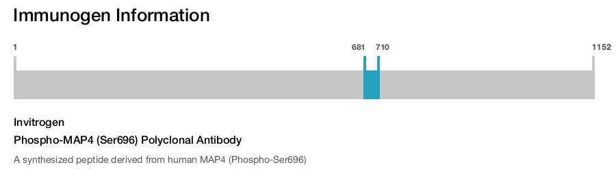 Phospho-MAP4 (Ser696) Polyclonal Antibody