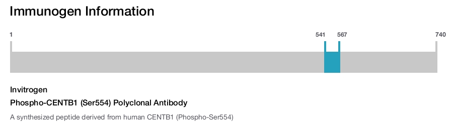 Phospho-CENTB1 (Ser554) Polyclonal Antibody