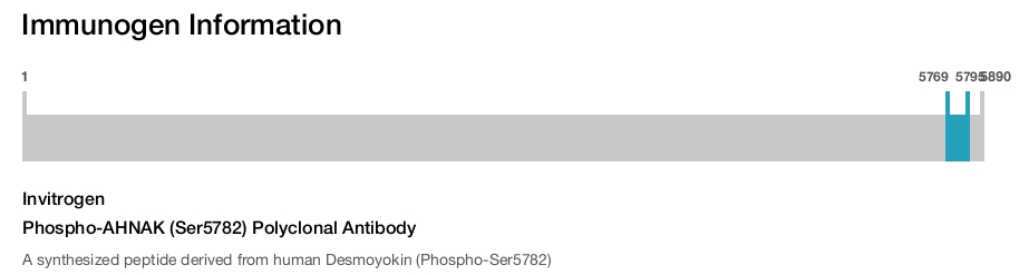 Phospho-AHNAK (Ser5782) Polyclonal Antibody