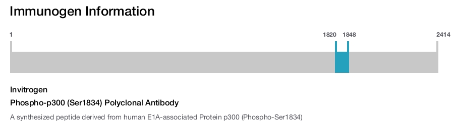 Phospho-p300 (Ser1834) Polyclonal Antibody