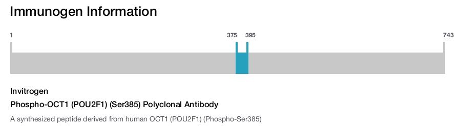 Phospho-OCT1 (POU2F1) (Ser385) Polyclonal Antibody