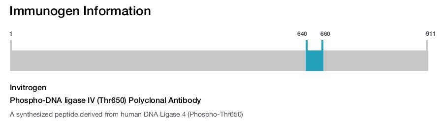 Phospho-DNA ligase IV (Thr650) Polyclonal Antibody