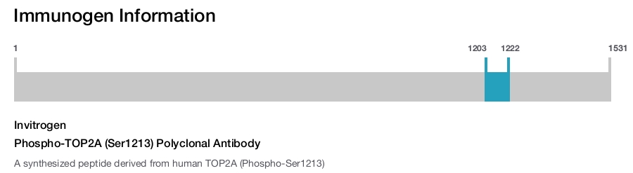 Phospho-TOP2A (Ser1213) Polyclonal Antibody