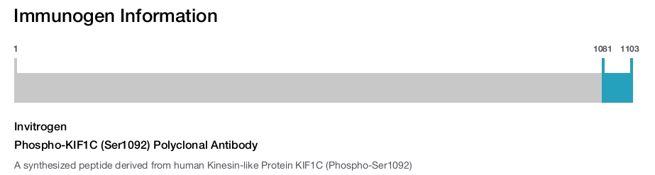 Phospho-KIF1C (Ser1092) Polyclonal Antibody