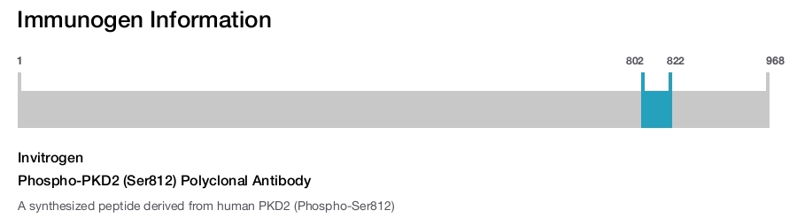 Phospho-PKD2 (Ser812) Polyclonal Antibody