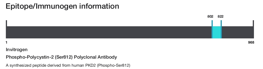 Phospho-Polycystin-2 (Ser812) Polyclonal Antibody