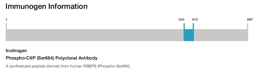 Phospho-CtIP (Ser664) Polyclonal Antibody