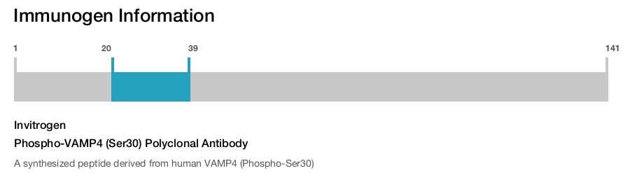 Phospho-VAMP4 (Ser30) Polyclonal Antibody