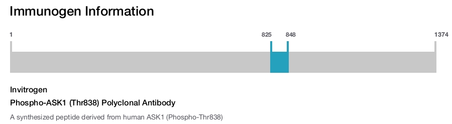 Phospho-ASK1 (Thr838) Polyclonal Antibody