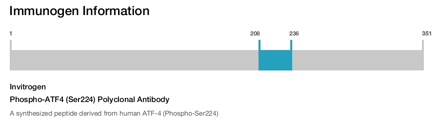 Phospho-ATF4 (Ser224) Polyclonal Antibody