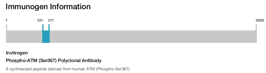 Phospho-ATM (Ser367) Polyclonal Antibody