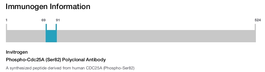 Phospho-Cdc25A (Ser82) Polyclonal Antibody