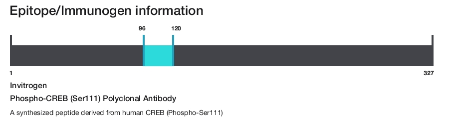 Phospho-CREB (Ser111) Polyclonal Antibody