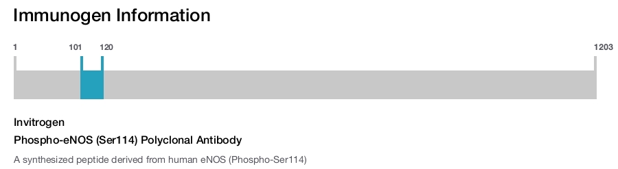 Phospho-eNOS (Ser114) Polyclonal Antibody