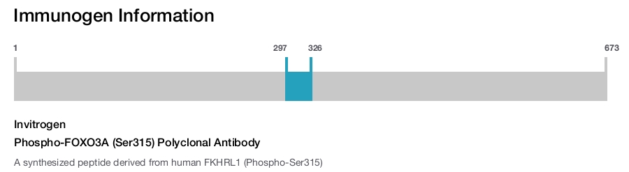 Phospho-FOXO3A (Ser315) Polyclonal Antibody