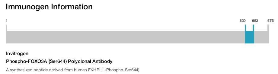 Phospho-FOXO3A (Ser644) Polyclonal Antibody
