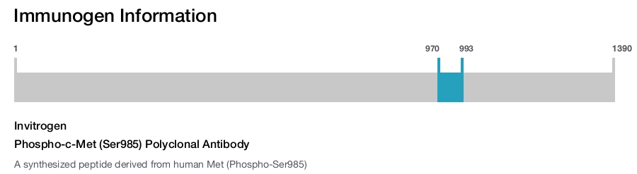 Phospho-c-Met (Ser985) Polyclonal Antibody