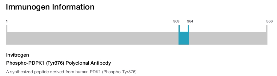 Phospho-PDPK1 (Tyr376) Polyclonal Antibody