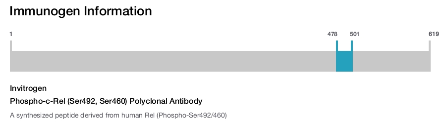 Phospho-c-Rel (Ser492, Ser460) Polyclonal Antibody