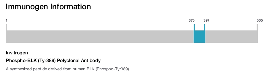 Phospho-BLK (Tyr389) Polyclonal Antibody