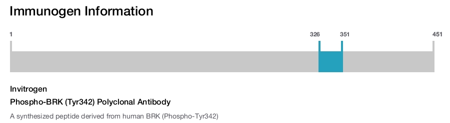 Phospho-BRK (Tyr342) Polyclonal Antibody