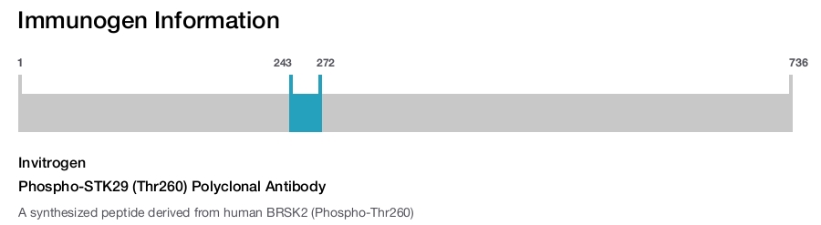 Phospho-STK29 (Thr260) Polyclonal Antibody