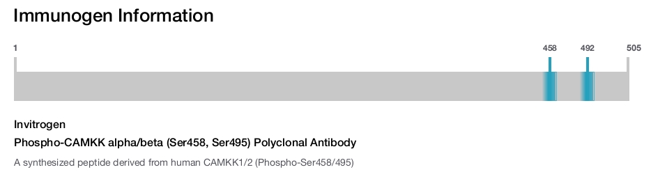 Phospho-CAMKK alpha/beta (Ser458, Ser495) Polyclonal Antibody