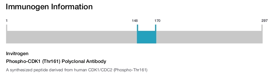 Phospho-CDK1 (Thr161) Polyclonal Antibody