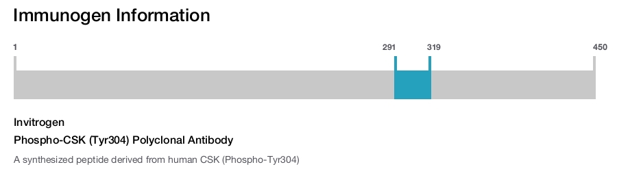 Phospho-CSK (Tyr304) Polyclonal Antibody