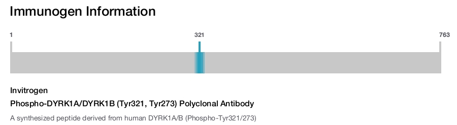 Phospho-DYRK1A/DYRK1B (Tyr321, Tyr273) Polyclonal Antibody