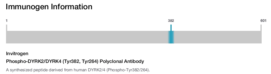 Phospho-DYRK2/DYRK4 (Tyr382, Tyr264) Polyclonal Antibody
