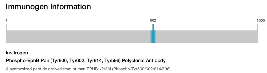 Phospho-EphB Pan (Tyr600, Tyr602, Tyr614, Tyr596) Polyclonal Antibody