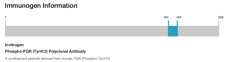 Phospho-FGR (Tyr412) Polyclonal Antibody