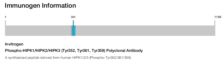 Phospho-HIPK1/HIPK2/HIPK3 (Tyr352, Tyr361, Tyr359) Polyclonal Antibody