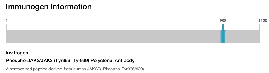 Phospho-JAK2/JAK3 (Tyr966, Tyr939) Polyclonal Antibody