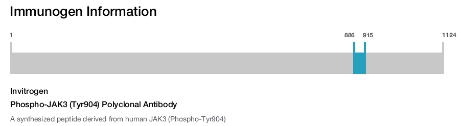 Phospho-JAK3 (Tyr904) Polyclonal Antibody