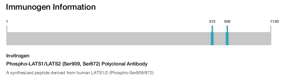 Phospho-LATS1/LATS2 (Ser909, Ser872) Polyclonal Antibody