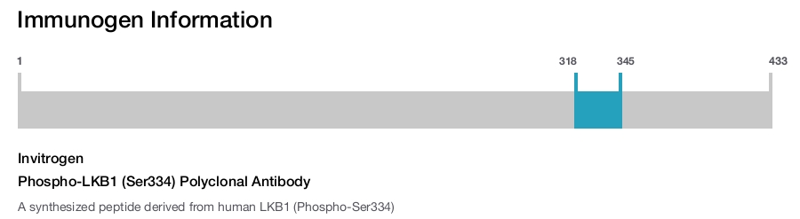 Phospho-LKB1 (Ser334) Polyclonal Antibody